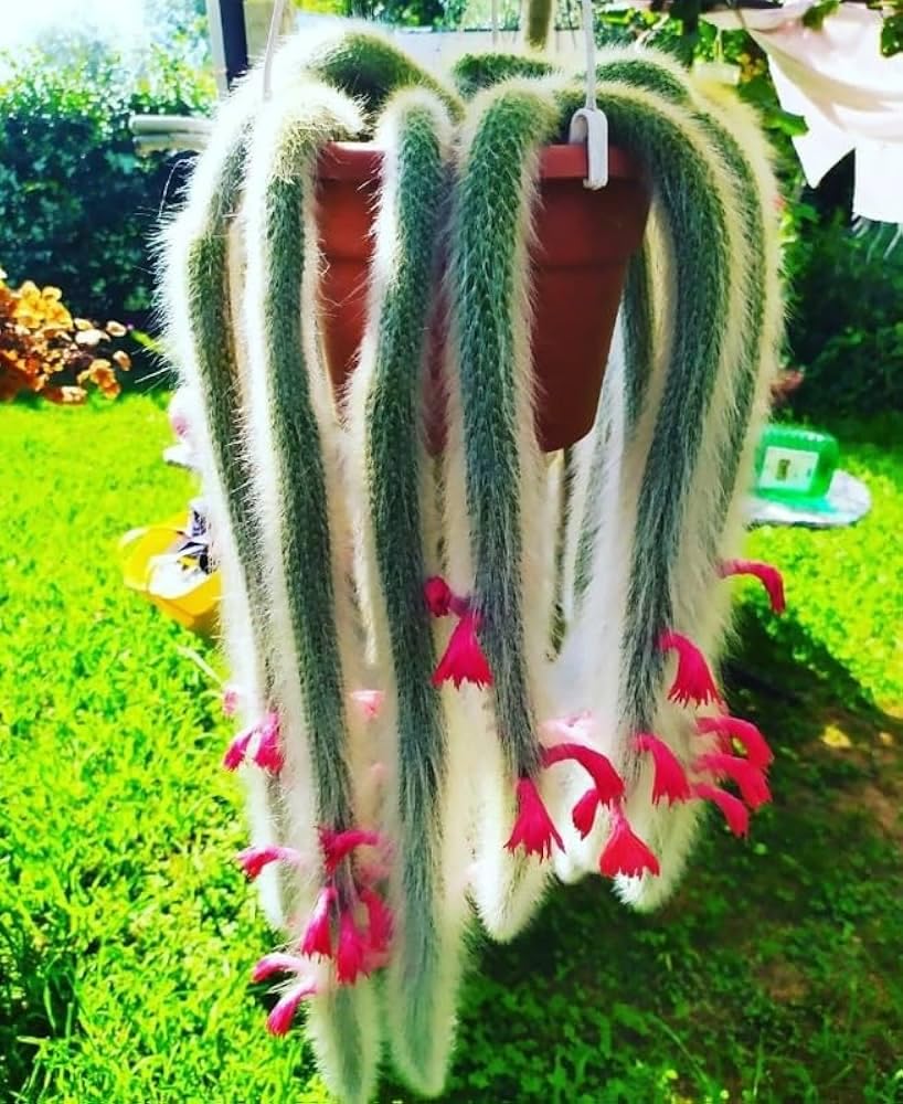 Monkey Tail Cactus Plant, Trailing Cactus Succulent Well Rooted 6-8 Inch Tall, Ornamental Houseplant for Hanging Basket