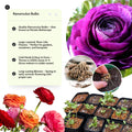 Purple Ranunculus Flowers Bulbs for Spring Planting, Perennial Flower Bulbs, Early Spring Flower to Plant Outside, Colorful Blooms Groundcover Bulbs, Top Size