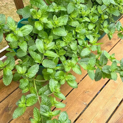 Mojito Mint Live Plant in 3.5 Inc Pot, Fresh Mint Herb Live for Outdoor Indoor Container