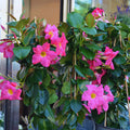 2 Pink Mandevilla Plant Live, Mandevilla Live Plant, Mandevilla Vine Plant, 4 to 6 Inc Tall, Shrub Plant Live