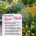 2 Mix Flower Plants Live, Assorted Lantana, Plumbago, Buddleia, Milkweed Plants Live, 4 to 6 Inc Tall, Flower Collection Garden