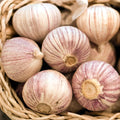 1 Pound Hard Neck Garlic for Planting in Fall, White Garlic Bulb for Planting, Fresh and High Yield, Cold Hardy, Planting Softneck Hardneck