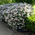 Miss Kim Lilac Bushes Live Plant Syringa for Planting Outdoors, Syringa Fragrant Flower Plant About 5 to 7 Inch Dormant