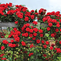 Red Don Juan Climbing Rose Live Plant, Donjuan Rose Climber Bushes Shrubs, Starter Size, 4 to 10 Inc Tall