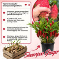 5 Shampoo Ginger Rhizomes, Live Awapuhi Ginger Roots for Planting, Zingiber Zerumbet Pinecone Ginger