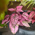 Rose Polka Dot Variegated Plant Live, Small Indoor Plants, 2.5 Inches Pot for Houseplant