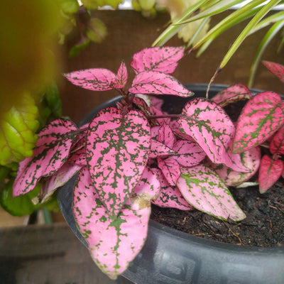 Rose Polka Dot Variegated Plant Live, Small Indoor Plants, 2.5 Inches Pot for Houseplant