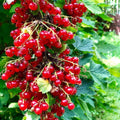 10-12" Red Currant Live Plant Tree for Spring Planting, Edible Fruit Shrub for Outdoor Garden or Container Planting Outdoor Growing