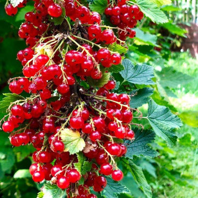 10-12" Red Currant Live Plant Tree for Spring Planting, Edible Fruit Shrub for Outdoor Garden or Container Planting Outdoor Growing