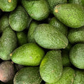 Avocado Tree Live Plant, Live Avocado Plant Seedling, 6 to 9 Inc Tall for Garden