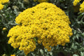 Yarrow Plants, Yellow Yarrow Plants Live, Live Yarrow Plants, 2.5 Inches Potted, Yarrow Live Plant for Growing
