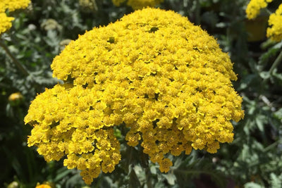 Yarrow Plants, Yellow Yarrow Plants Live, Live Yarrow Plants, 2.5 Inches Potted, Yarrow Live Plant for Growing