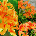 10 Orange Daylily Bulbs for Planting, Daylilies Perennial Bulbs, Annual Flower Bulb for Gardening