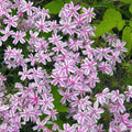 Pink White Creeping Phlox Plant in Quart Pot, 3-6" Live Garden Phlox Plants, Pink White Blooms, Perennial Groundcover