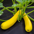 Set 2 Yellow Squash Zucchini Plants Live Vegetable Plant, 5-7''