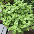 Sweet Basil Plant in 4 Inch Pot - 4-6 Inch Tall Herb Plants