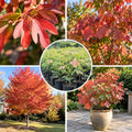 Sassafras Live Tree, 1-2 Feet Tall, Deciduous Landscape Tree