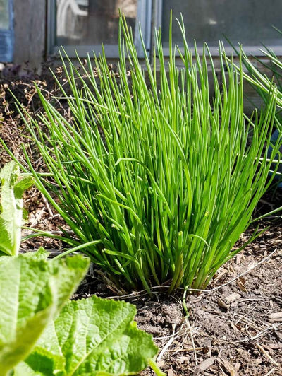 10 Chives Plants Live for Planting Outdoors, Well Rooted, Heirloom Chives Leek Plant