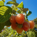 2 Fall Gold Raspberry Plants Live, Sweet Raspberry Bush 4-6 Inches Tall, Edible Fruit Tree for Outdoor Growing