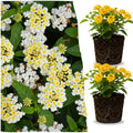 2 Lemon Yellow Lantana Plants Live Trees, Ready to Bloom, Hardy Long Blooming Seasons, Vibrant Colorful Perennial Fragrant, 5-10" in Tall, Full Sun Growing