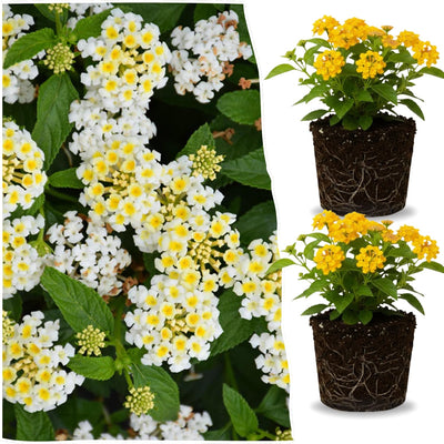 2 Lemon Yellow Lantana Plants Live Trees, Ready to Bloom, Hardy Long Blooming Seasons, Vibrant Colorful Perennial Fragrant, 5-10" in Tall, Full Sun Growing