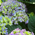 White Pink to Blue White Flower Hydrangea Live Plant 4" Pot, Hydrangea Shrub Flower Plants for Outdoor or Indoor Planting, Change Color Perennial Plant
