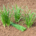 10 Perennial Chives Plant Live for Gardening Outdoors, Well Rooted Plants