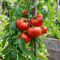 2 Beefsteak Tomato Plants, 6-8 Inc Tall, Live Tomato Plants for Planting