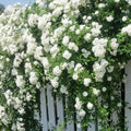 Rose Plant Live Ready to Plant, Fragrant Roses Flowers, in Pot, Ornamental Flowers Indoor Outdoor Home Garden (White Rose)