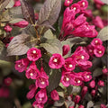 Pink Weigela Flowers Plant, Live Weigela Flowers Plant, 4 Inches Pot, Starter Plant for Outdoor Patio, Container