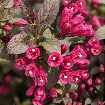Pink Weigela Flowers Plant, Live Weigela Flowers Plant, 4 Inches Pot, Starter Plant for Outdoor Patio, Container