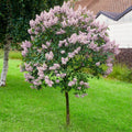 Miss Kim Lilac Bushes Live Plant Syringa for Planting Outdoors, Syringa Fragrant Flower Plant About 5 to 7 Inch Dormant