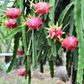 White Dragon Fruit Tree Live Plant, Dragon Fruit Live Plants in 4 Inc Pot, Tropical Fruit for Outdoor Planting