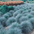 2 Pots 4 Plants Blue Fescue Grass Live Plants, Each Pot 2 Plants Grass Ornamental for Outdoor Planting