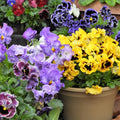 Pansy Plant, Mix Colorful Pansy Plant in Pot, Live Flowering Pansies for Indoor Outdoor Planting, Spring Flower Plant, 3-5 Inch Tall