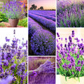 Lavender Plant Live, Fragrant Lavender Herb with Purple Blooms, Gardens, Containers, and Indoor Planting 2-3 Inches (Provence)