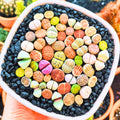 20 Lithops Live Plants, Multicolor Lithops Succulents Plants Live for Planting
