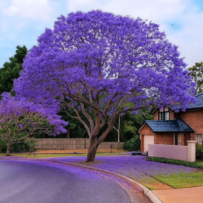 Jacaranda Tree Plant Live, Purple Jacaranda Mimosifolia Tree 6-9 Inches Potted, Ornamental Tree for Outdoor Garden