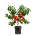 Peach Live Plant, Grafted Peach Plant 1 Feet Tall, Fruit Tree Well-Rooted for Planting (Red Gold)