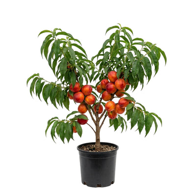 Peach Live Plant, Grafted Peach Plant 1 Feet Tall, Fruit Tree Well-Rooted for Planting (Red Gold)