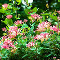 Honeysuckle Plant Live for Planting, Lonicera Honeysuckle Vine, Very Hardy, in 2.5 Inc Pot, Fragrant Pink Yellow Bloom