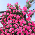 Deep Pink Climbing Rose Live Plant, Can Grow As Rose Bushes Shrubs, Fragrant Ready to Plant, Starter Size, 5 to 10 Inc Tall, Dormant in Winter