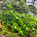 Laurus Nobilis Bay Leaf Tree Live Plant, Bay Leaf Plant for Gardening Laurel Plants Live from 7 to 9 Inc Long