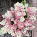 White Flowers to Blush Pink Hydrangea Plant 4 Inch Pot, Hydrangea Shrub Live Plants for Outdoor or Indoor Planting, Change Color Perennial Plant