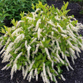 Sweetspire Shrubs Live Bush Plant - 4" Pot