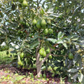 Avocado HASS Tree Live Plant Seedling in 4 Inc Pot, 8 Months Old Well Rooted Avocado Plant Live for Planting, Sweet Avocado Tree Plant for Growing Indoor Outdoor, Green