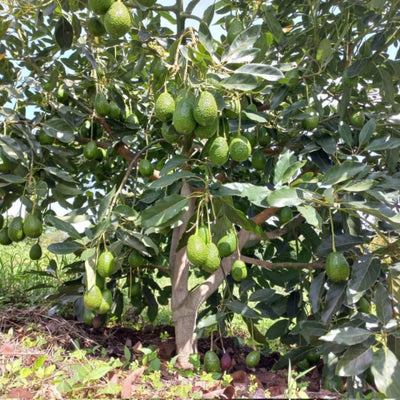 HASS Avocado Tree Live Plant Seedling, 1 Year Old Well Rooted HASS Avocado Tree in 4 Inc Pot for Planting, Live Avocado Plant, Green