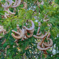 Tamarind Tree Live Plant, 4 Inc Pot, Tamarind Plant Live from 5 Inc Tall