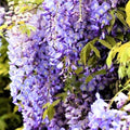 Purple Wisteria Tree Live Plant 9 Months Old Tree in 2.5 Inch Pot, Wisteria Live Plant, Wisteria Vine Plant, Perennial Flowers