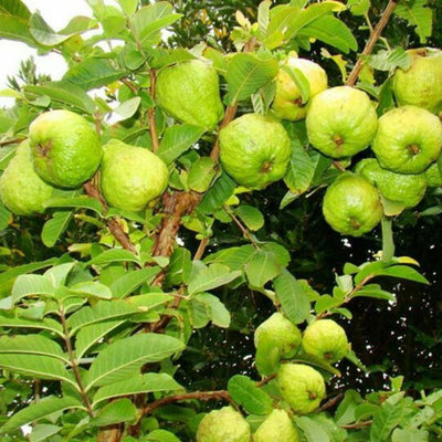 White Guava Tree Live Plant, Guava Plant Live Fruit Tropical Guava Seedling Planting, 4 Inc Potted Garden